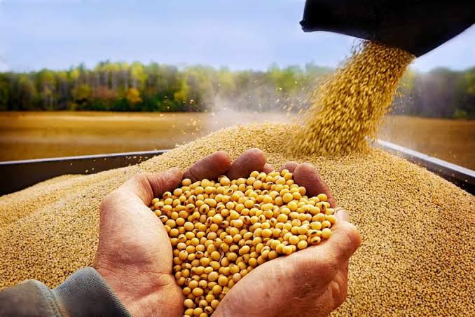 بهترین سویای بافت دار برای آشپزی